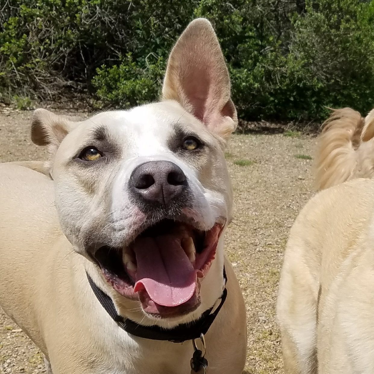 pit pull smiling