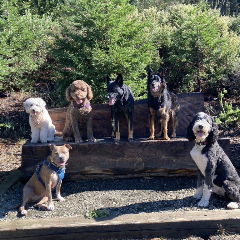 dogs on log bench